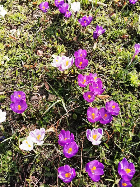 Krokus Blommor Trädgården Som Fin Bakgrund — Stockfoto