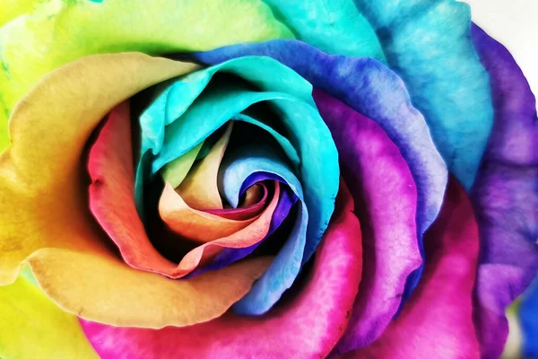rainbow rose flower texture as very nice background