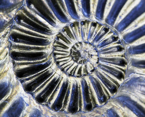 非常に素敵な自然の背景としてアンモナイト化石のテクスチャ — ストック写真