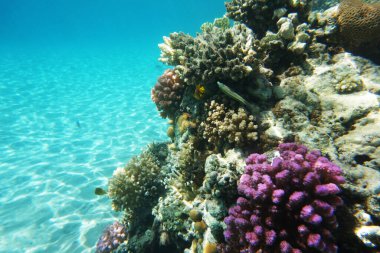 Makadi Körfezi, Mısır 'daki Kızıl Deniz Mercan Resifi, 