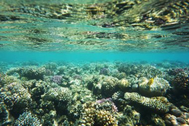 Makadi Körfezi, Mısır 'daki Kızıl Deniz Mercan Resifi, 