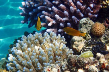 Makadi Körfezi, Mısır 'daki Kızıl Deniz Mercan Resifi, 
