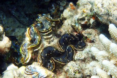 Mısır 'dan dev istiridye çok iyi bir hayvandır.