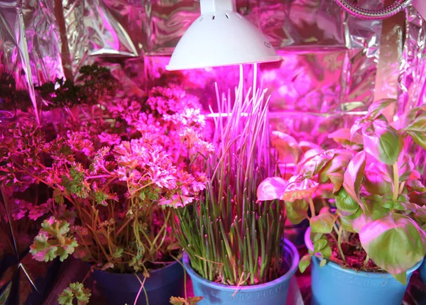 Casa Fez Ervas Jardim Com Violeta Crescer Luz — Fotografia de Stock