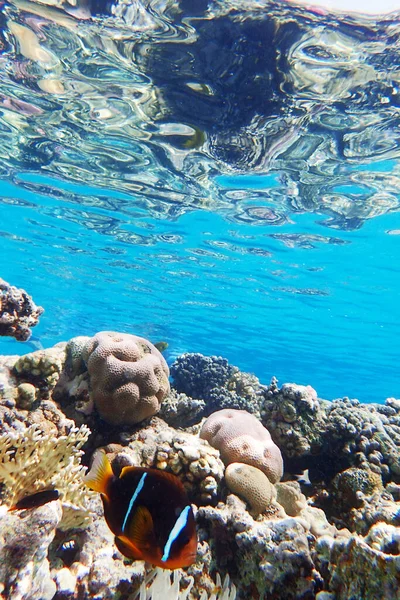 Коралловый Риф Красного Моря Заливе Макади Египет — стоковое фото
