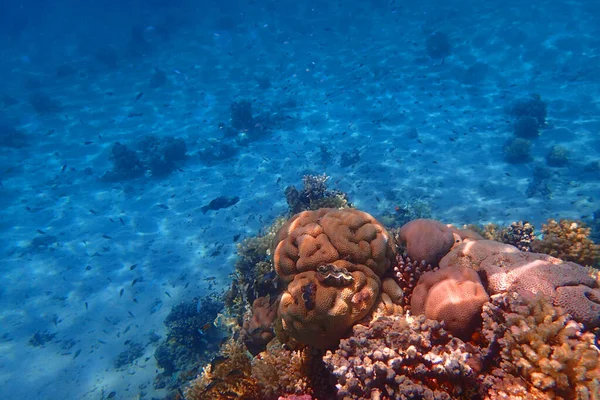 Recife Coral Mar Vermelho Makadi Bay Egito — Fotografia de Stock