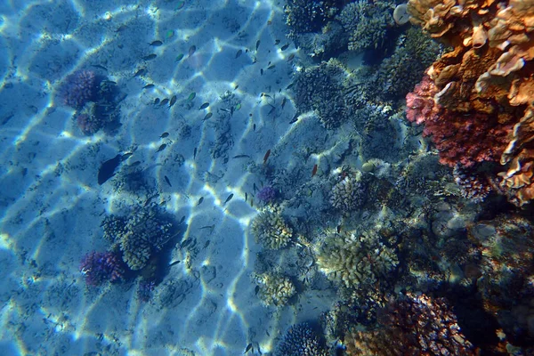 Red Sea Coral Reef Makadi Bay Egypt — Stock Photo, Image