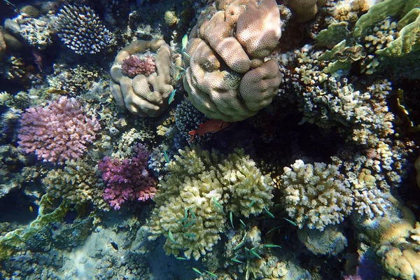 Arrecife Coral Del Mar Rojo Makadi Bay Egipto — Foto de Stock