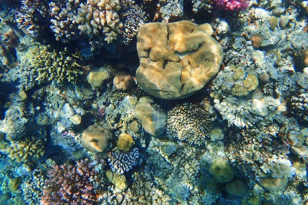 Makadi Körfezi Mısır Daki Kızıl Deniz Mercan Resifi — Stok fotoğraf