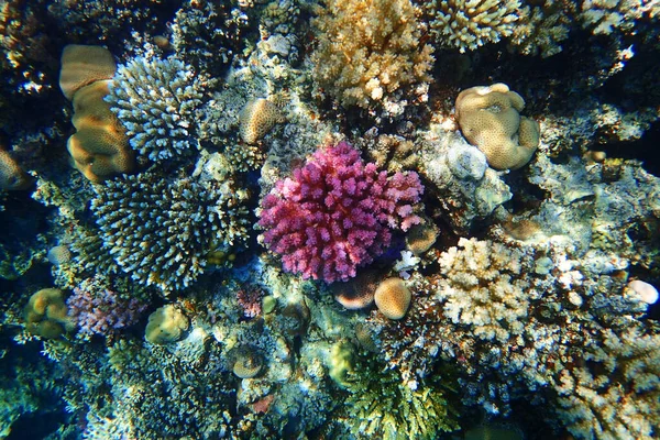 Red Sea Coral Reef Makadi Bay Egypt — Stock Photo, Image