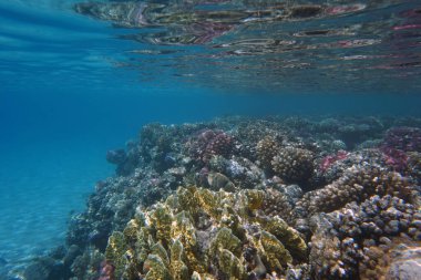 Güzellik arka planı olarak Mısır 'daki mercan resifi