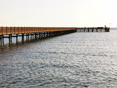 Mısır 'da uzun kedi yürüyüşü ve köstebek