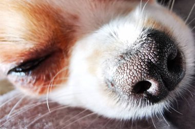 Chihuahua burnunun güzel bir hayvan arka planı olduğunun ayrıntıları.