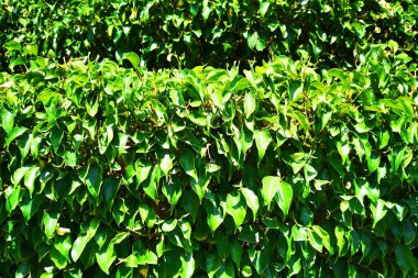 Ficus benjamina dokusu çok güzel doğal bir arka plan.