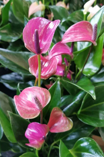 Vermelho Anthurium Flores Como Fundo Natural Muito Agradável — Fotografia de Stock