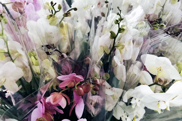 Molto Bella Texture Fiori Orchidea Giardino — Foto Stock