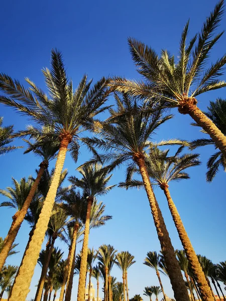 Palmen Und Blauer Himmel Als Sehr Schöner Hintergrund — Stockfoto