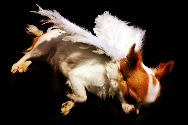 Chihuahua Com Asas Como Anjo — Fotografia de Stock