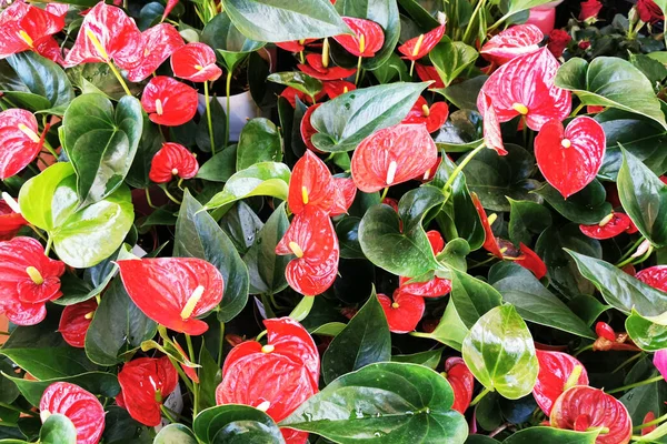 Vermelho Anthurium Flores Como Fundo Natural Muito Agradável — Fotografia de Stock