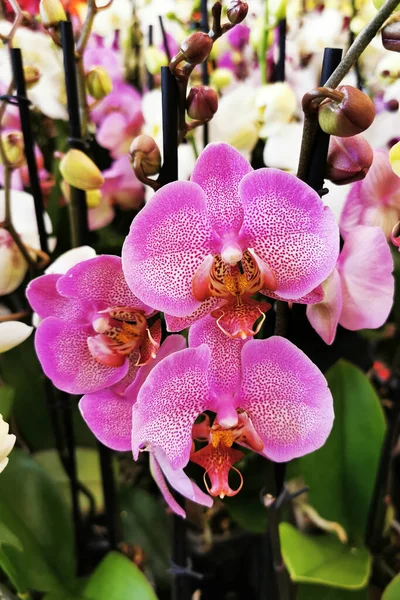 Molto Bella Texture Fiori Orchidea Giardino — Foto Stock