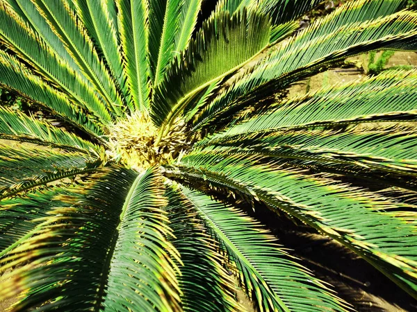 Çok güzel doğal arka plan olarak sikad palmiye dokusu