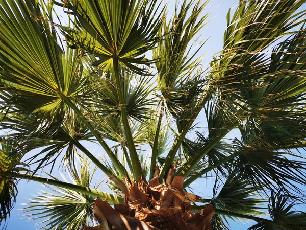 Palmen Und Blauer Himmel Als Sehr Schöner Hintergrund — Stockfoto