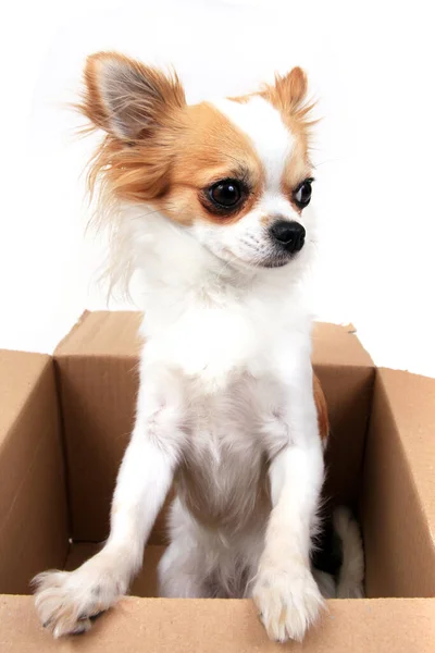 Chihuahua Der Pappschachtel Isoliert Auf Weißem Hintergrund — Stockfoto