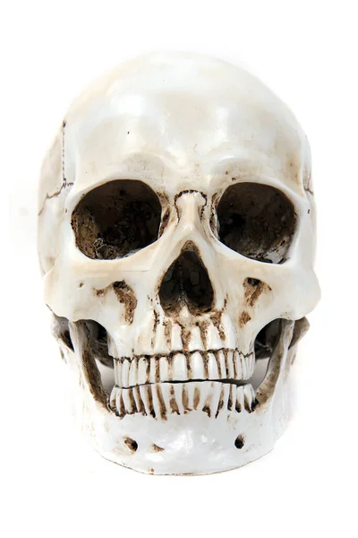 Hueso Del Cráneo Humano Aislado Fondo Blanco —  Fotos de Stock