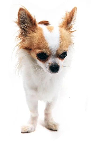 Beyaz Arka Planda Izole Edilmiş Küçük Akıllı Chihuahua Portresi — Stok fotoğraf