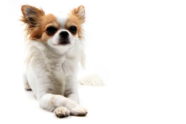 Πορτρέτο Του Μικρού Smart Chihuahua Απομονωμένο Στο Λευκό Φόντο — Φωτογραφία Αρχείου