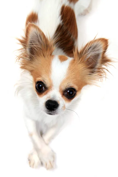 Porträtt Små Smarta Chihuahua Isolerad Den Vita Bakgrunden — Stockfoto