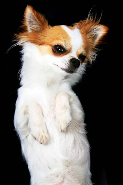 Portret Van Kleine Slimme Chihuahua Geïsoleerd Zwarte Achtergrond — Stockfoto