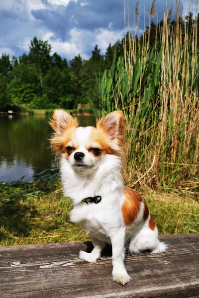 Chihuahua Está Descansando Parque Com Lago — Fotografia de Stock