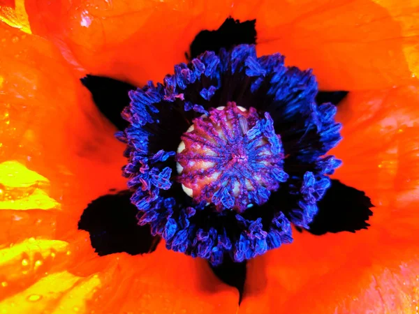 Λεπτομέρεια Από Κόκκινο Λουλούδι Παπαρούνας Πολύ Ωραίο Φόντο — Φωτογραφία Αρχείου