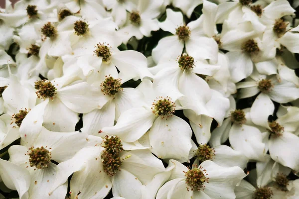 Cronus Cousa Pflanzt Blumen Als Sehr Schönen Hintergrund — Stockfoto