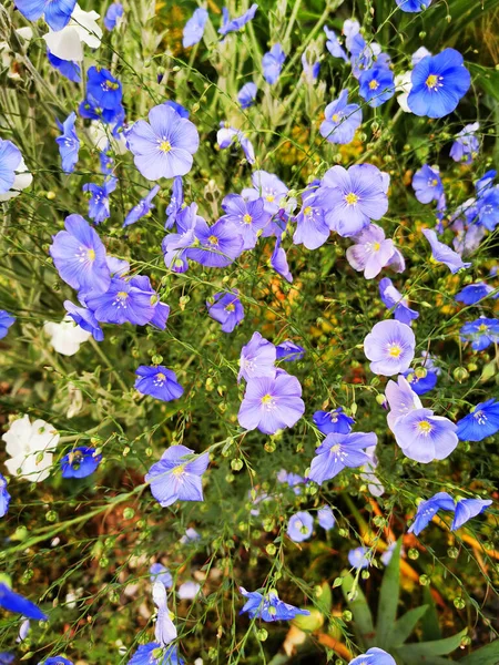 Blaue Blütenglocken Als Sehr Schöner Hintergrund — Stockfoto