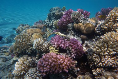Makadi Körfezi, Mısır 'daki Kızıl Deniz Mercan Resifi, 