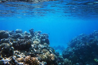 Makadi Körfezi, Mısır 'daki Kızıl Deniz Mercan Resifi, 
