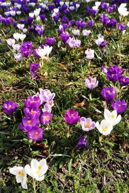 İlkbaharda kır çiçekleri çok hoş bir arka plan.