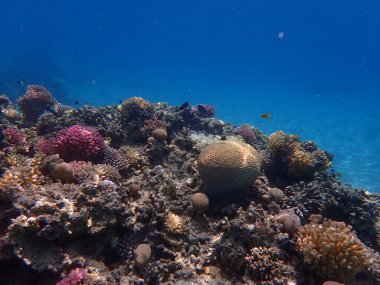 Makadi Körfezi, Mısır 'daki Kızıl Deniz Mercan Resifi, 