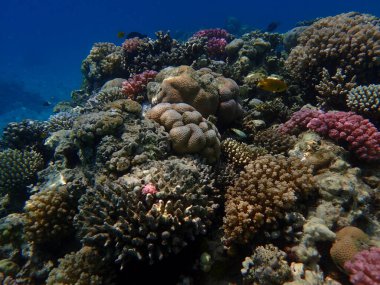 Makadi Körfezi, Mısır 'daki Kızıl Deniz Mercan Resifi, 