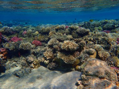 Makadi Körfezi, Mısır 'daki Kızıl Deniz Mercan Resifi, 
