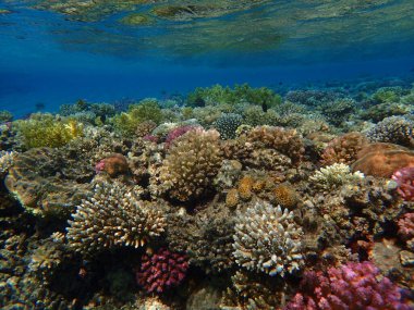 Makadi Körfezi, Mısır 'daki Kızıl Deniz Mercan Resifi, 