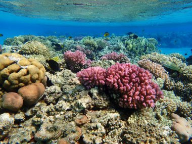 Makadi Körfezi, Mısır 'daki Kızıl Deniz Mercan Resifi, 