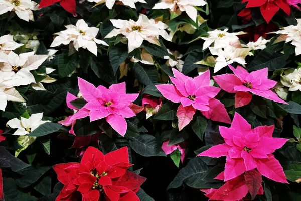 Χριστουγεννιάτικα Λουλούδια Αστέρι Ωραίο Φόντο Χειμερινές Διακοπές — Φωτογραφία Αρχείου