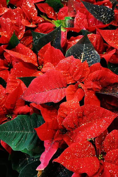 Flores Estrella Navidad Como Fondo Vacaciones Invierno Agradable —  Fotos de Stock