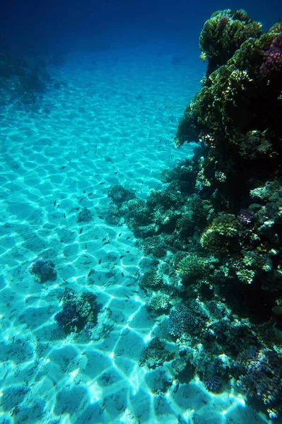 Barriera Corallina Del Mar Rosso Nella Baia Makadi Egitto — Foto Stock