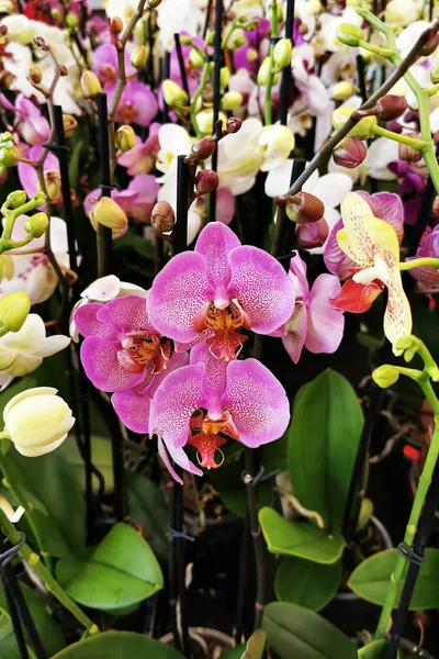 Nagyon Szép Orchidea Virág Textúra Kertben — Stock Fotó