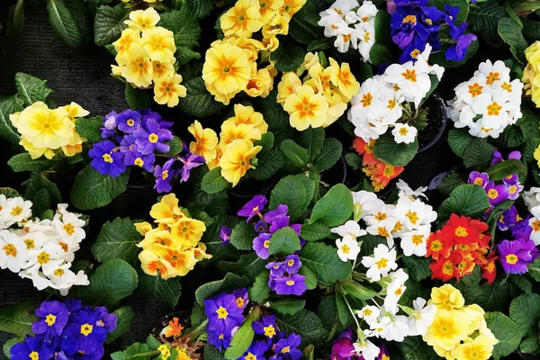 Stiefmütterchen Blumen Als Sehr Schöne Farbe Hintergrund — Stockfoto