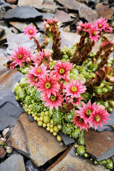 Houseleek Flor Planta Como Fundo Natural Muito Agradável — Fotografia de Stock